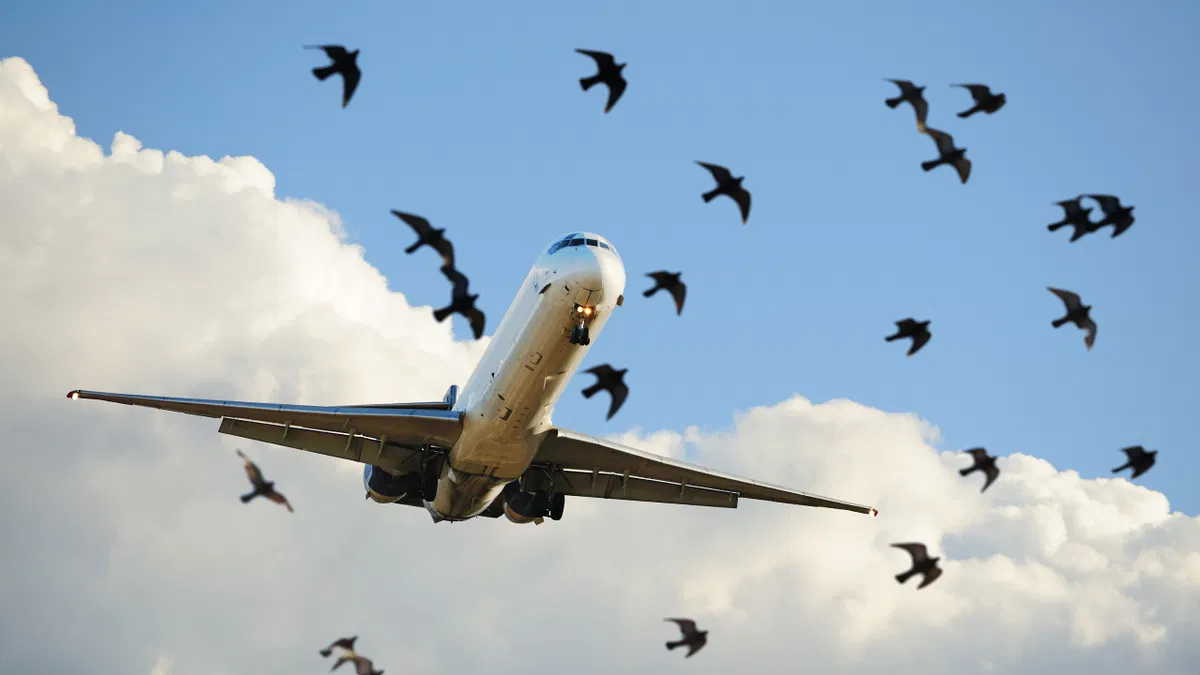 what is a bird strike? How a small bird cause a big plane crash?