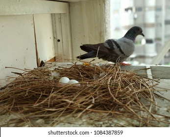 Bird Fact: Pigeon made a nest in house Do not ignore these signs.