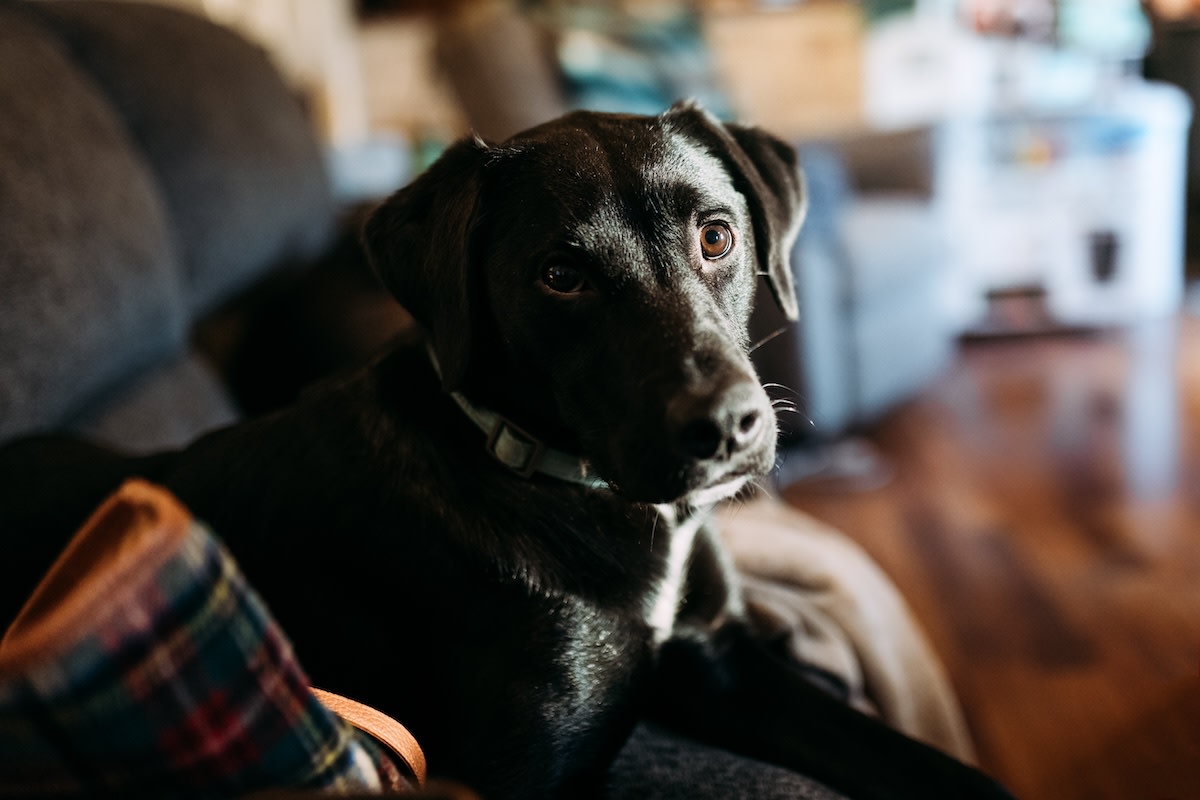 Is it good or bad to have a black dog in the house?