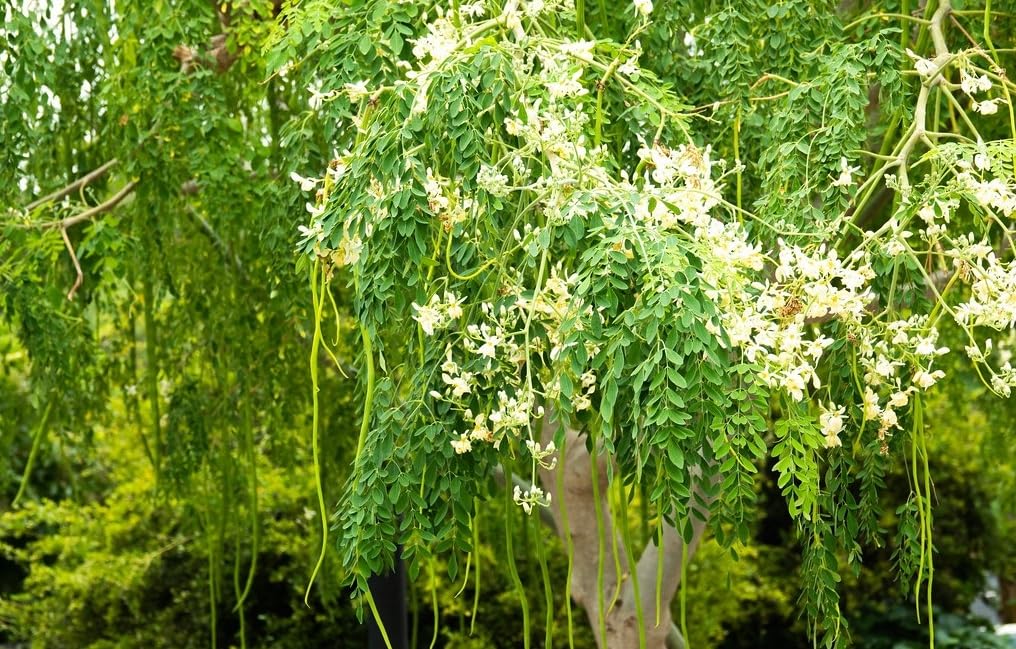 What Are The Health Benefits Of Moringa Flowers