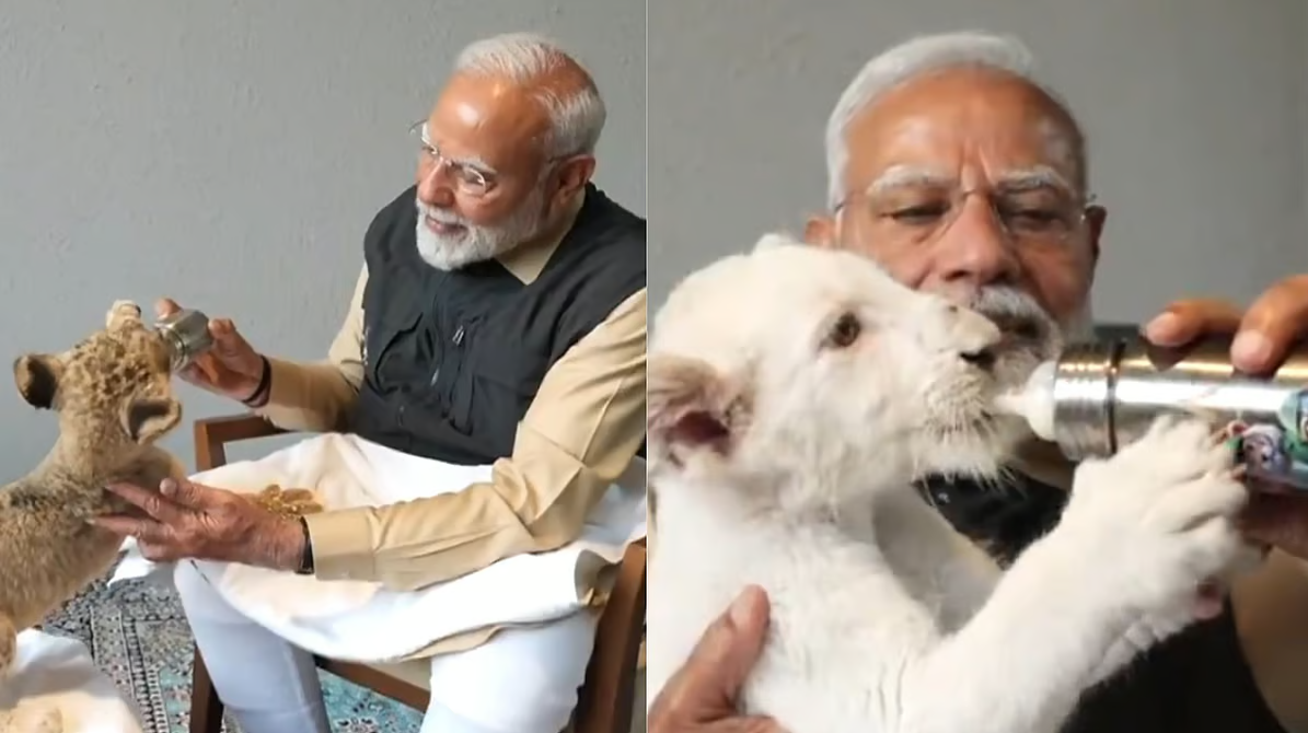 PM Modi feeds lion cub at the Vantara animal shelter