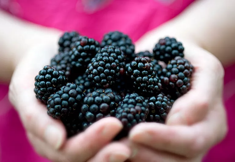 Health Benefits Of Blackberries