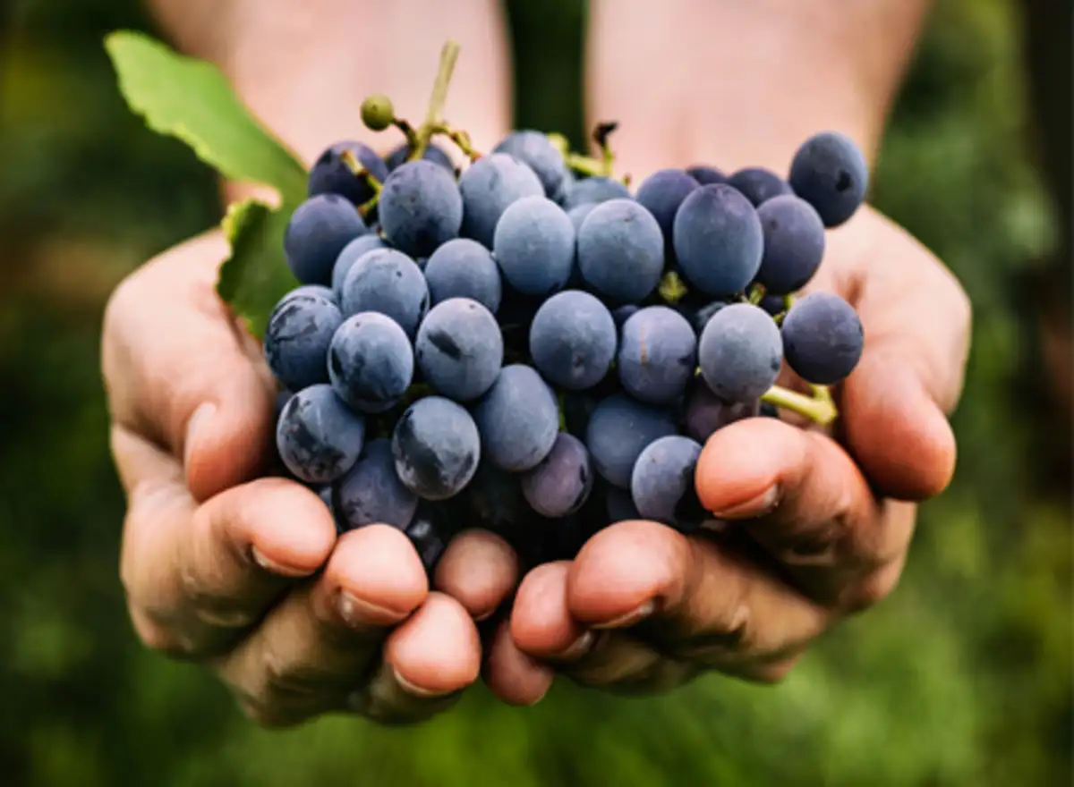 Health Benefits Of Black Grapes .