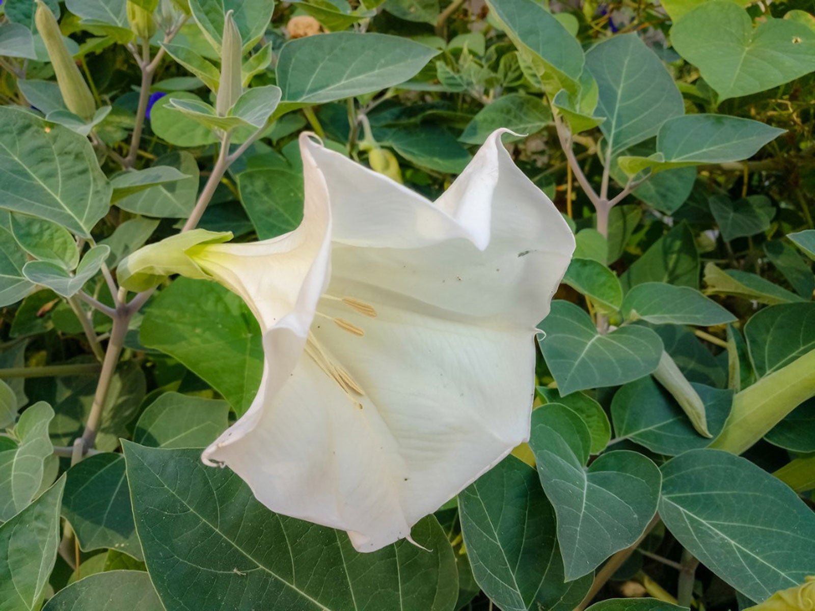 Health Benefits Of Datura Flower: Medicine For Many Diseases