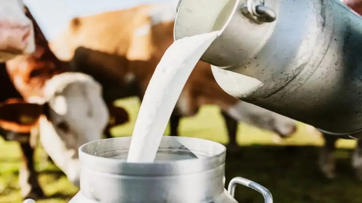 What Is The Non-Veg Milk? Why Does America Want To Sell It To India?