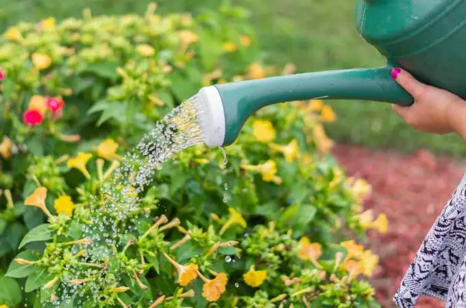 Monsoon Plant Care Guide: Know Important Things Related To Soil