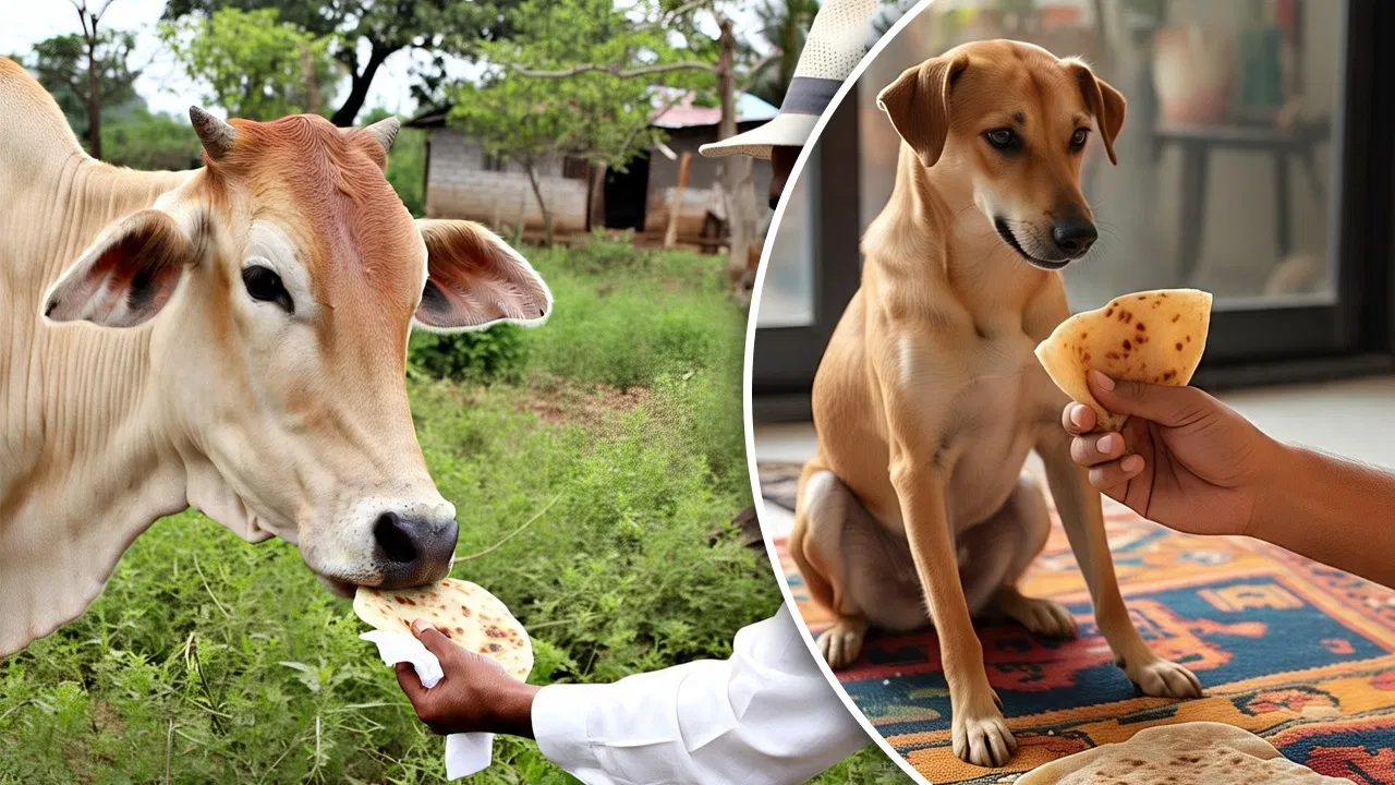 Why Is The Cow Fed The First Roti And The Dog The Last Roti? Know The Reason