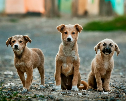 Uttar Pradesh Orders 'Life Imprisonment' For Stray Dogs Who Bite Humans Twice