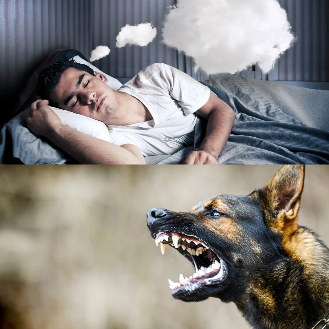 Seeing a Dog in a Dream: Know Its Meaning, Signs of Danger, Betrayal, or Success