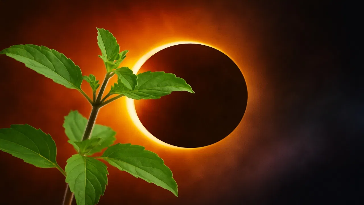 Why Tulsi Worship and Plucking Are Prohibited During Lunar Eclipse