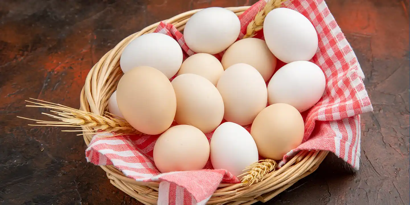 Egg Protein Facts: What You Need to Know for Better Health