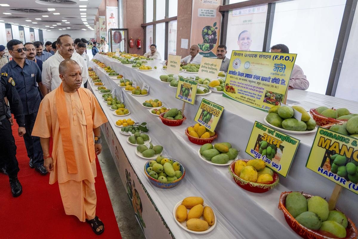 UP Mangoes Are Famous In All Over India ,From Malihabadi To Langada