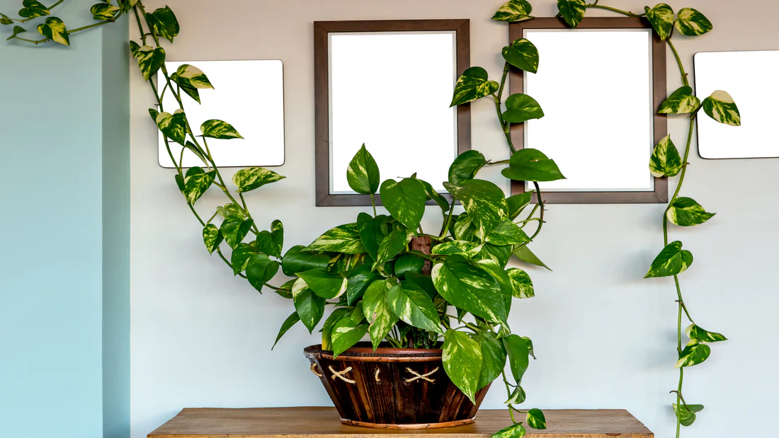 Where to Place Money Plant for Wealth as per Vastu