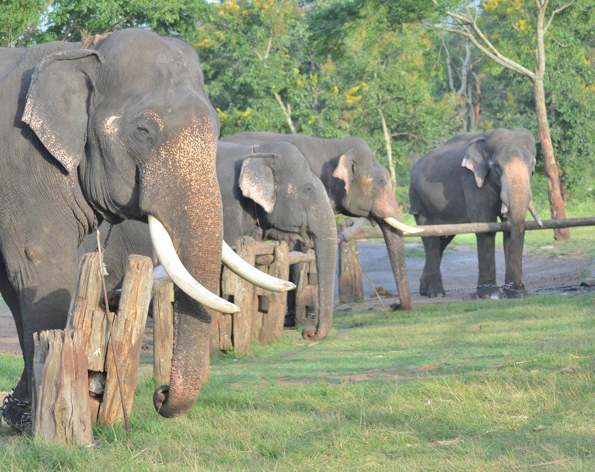 State’s first Elephant training centre inaugurated in Kalahandi