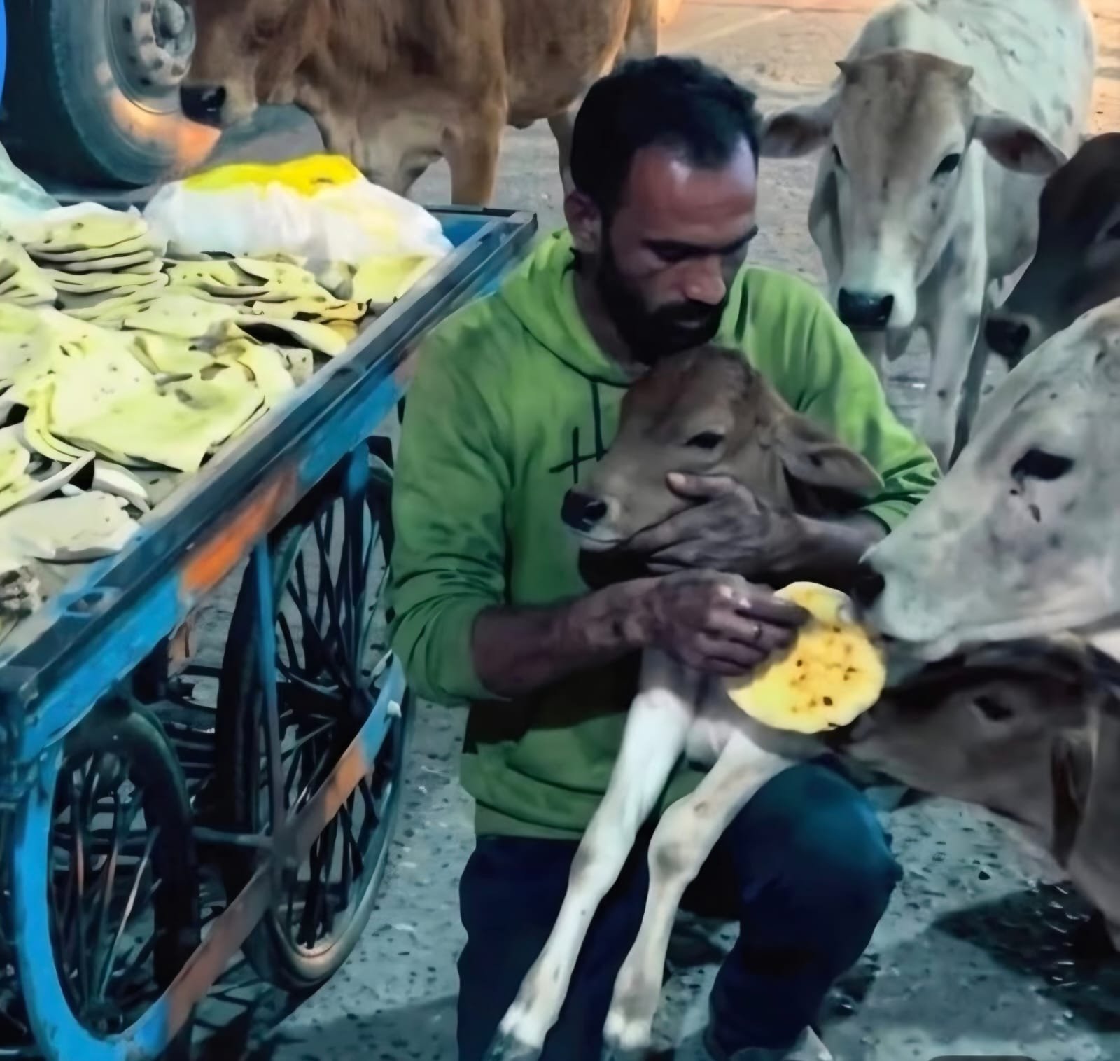 Hero Without a Cape: Daily Wager Feeds Stray Animals
